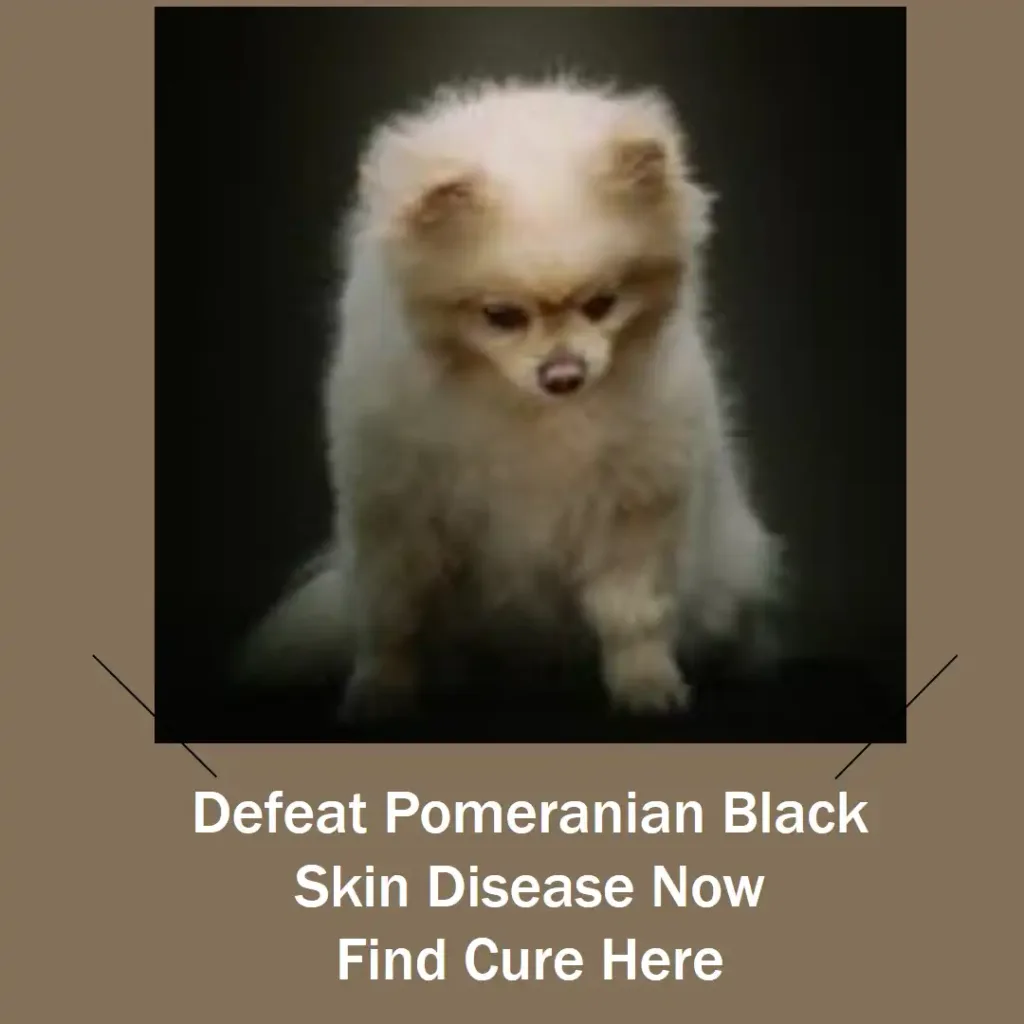 Defeat Pomeranian Black Skin Disease Now: Find Cure Here