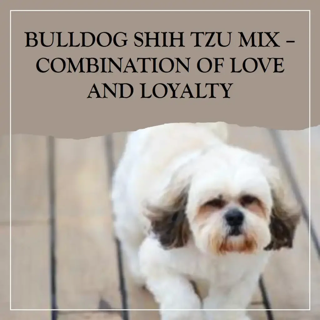 Bulldog Shih Tzu Mix – Combination of Love and Loyalty