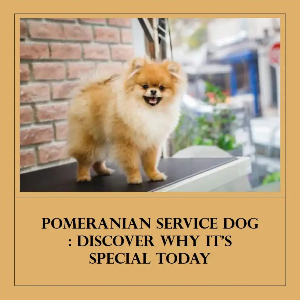 Pomeranian Service Dog : Discover Why It's Special Today