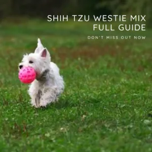 shih tzu westie mix full guide - Don't miss out now