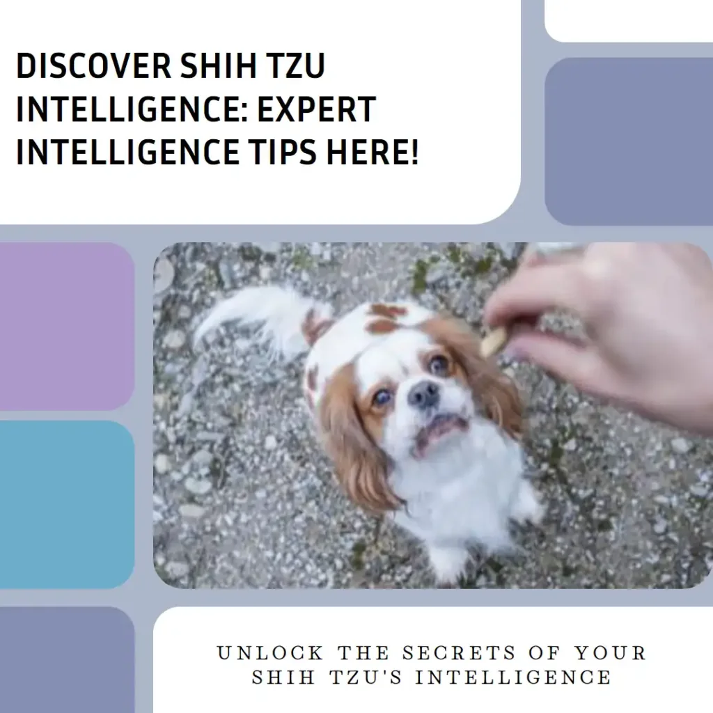Discover Shih Tzu Intelligence: Expert Intelligence Tips Here!