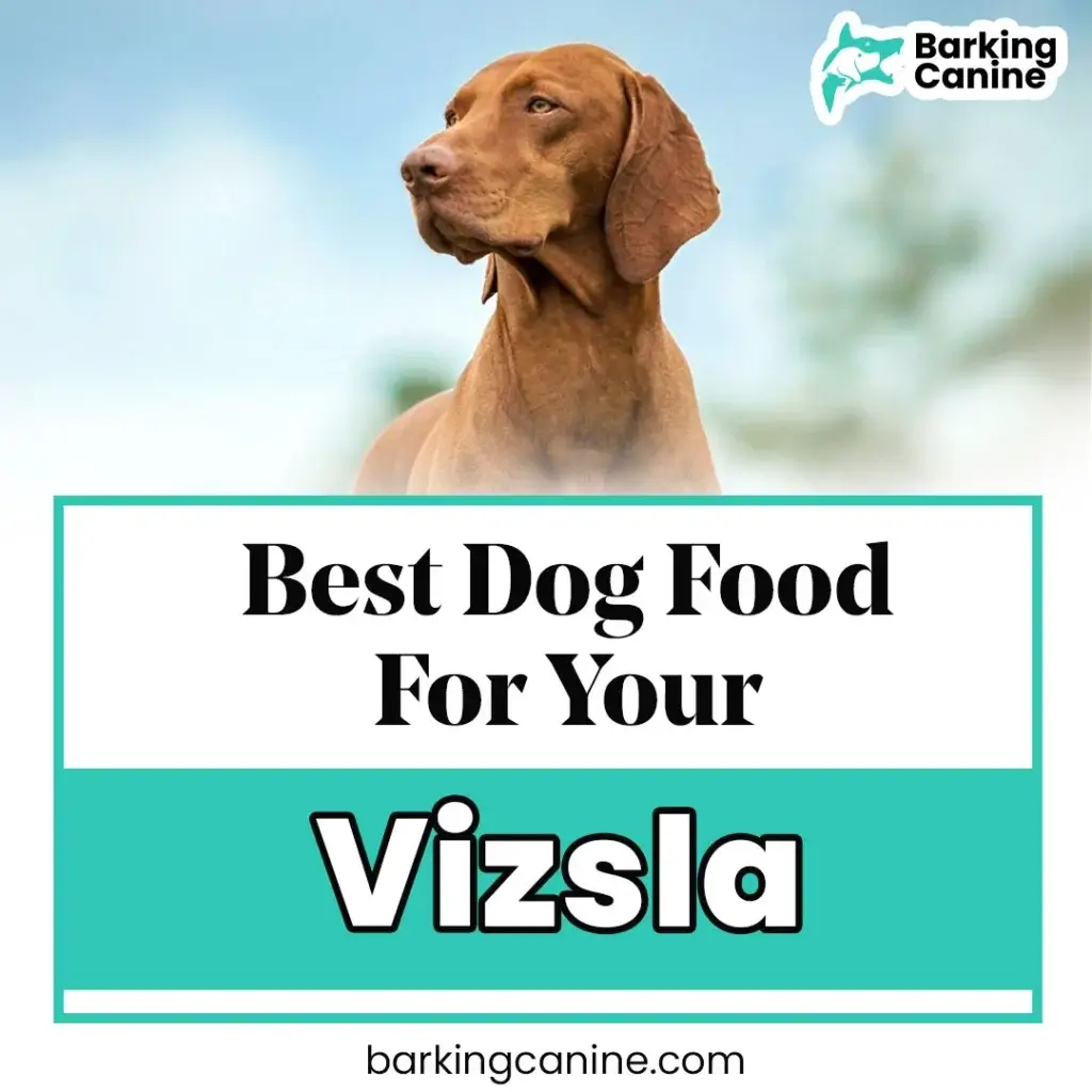 The Best Dog Food for Vizslas